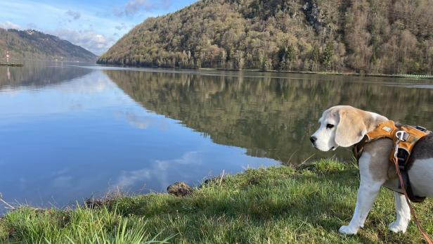 Das Hundehotel: Die Hündin Daria an der Donauschlinge