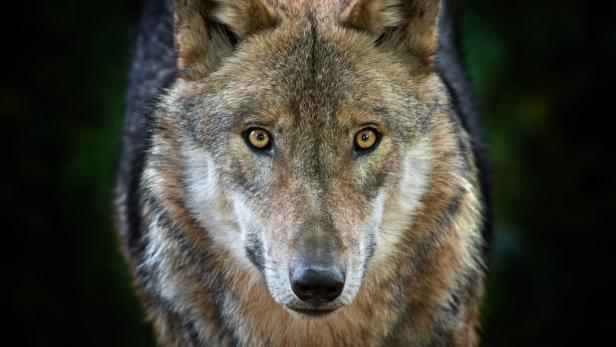 Wolf starrt auf Beobachter