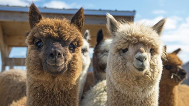 Lama- und Alpaka-Wanderungen - entspannendes Vergnügen für alle