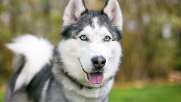 A purebred Siberian Husky dog with blue eyes