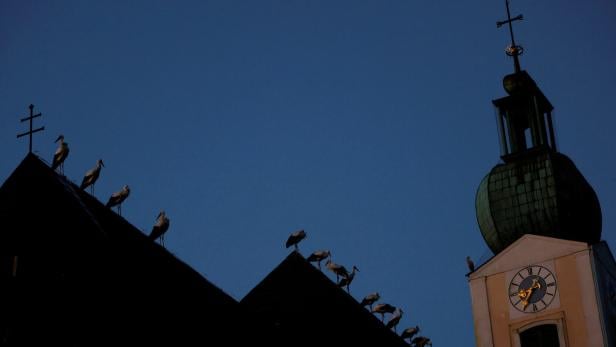 Storks gather on the rooftop of a church in Sankt Andrae am Zicksee